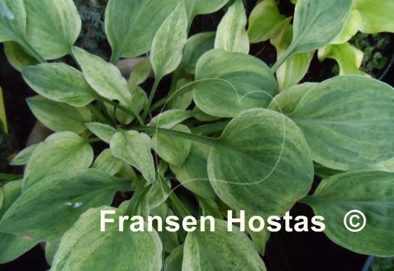 Hosta Bashful